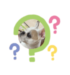 ☆愛犬☆ハッピースラッキー☆（個別スタンプ：8）