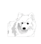 SAMOYED LOVE 3（個別スタンプ：5）