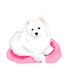 SAMOYED LOVE 3（個別スタンプ：6）