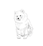 SAMOYED LOVE 3（個別スタンプ：8）