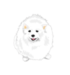 SAMOYED LOVE 3（個別スタンプ：13）