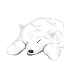 SAMOYED LOVE 3（個別スタンプ：15）