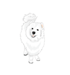 SAMOYED LOVE 3（個別スタンプ：18）