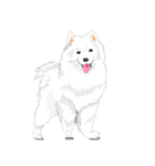 SAMOYED LOVE 3（個別スタンプ：19）