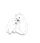 SAMOYED LOVE 3（個別スタンプ：21）