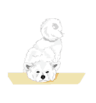 SAMOYED LOVE 3（個別スタンプ：24）