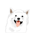 SAMOYED LOVE 3（個別スタンプ：25）