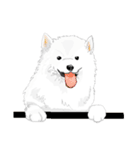 SAMOYED LOVE 3（個別スタンプ：26）