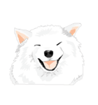 SAMOYED LOVE 3（個別スタンプ：28）