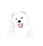 SAMOYED LOVE 3（個別スタンプ：30）