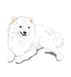 SAMOYED LOVE 3（個別スタンプ：31）