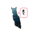 黒柴くまちゃん（個別スタンプ：2）