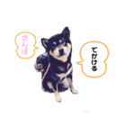 黒柴くまちゃん（個別スタンプ：4）
