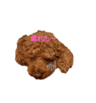 ハルすたんぷ（トイプードル）（個別スタンプ：4）