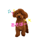 ハルすたんぷ（トイプードル）（個別スタンプ：6）