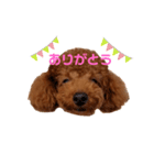 ハルすたんぷ（トイプードル）（個別スタンプ：7）