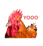 YO鳥だぜ★（個別スタンプ：1）