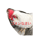 YO鳥だぜ★（個別スタンプ：5）
