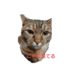 愛猫こむぎさん（個別スタンプ：1）