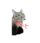 愛猫こむぎさん（個別スタンプ：3）