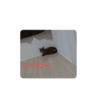 愛猫こむぎさん（個別スタンプ：4）