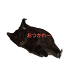 愛猫こむぎさん（個別スタンプ：5）
