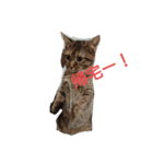 愛猫こむぎさん（個別スタンプ：6）