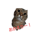愛猫こむぎさん（個別スタンプ：7）