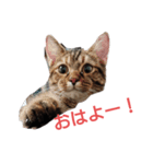 愛猫こむぎさん（個別スタンプ：8）