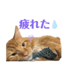 メインクーンのシンバ（個別スタンプ：3）