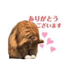 メインクーンのシンバ（個別スタンプ：4）