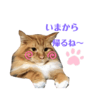 メインクーンのシンバ（個別スタンプ：6）