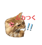 メインクーンのシンバ（個別スタンプ：7）