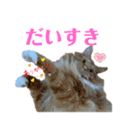 メインクーンのシンバ（個別スタンプ：8）