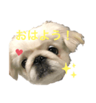 はんぺんのスタンプ☆（個別スタンプ：1）