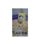 可愛いしろちゃん2（個別スタンプ：2）