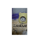可愛いしろちゃん2（個別スタンプ：3）