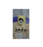 可愛いしろちゃん2（個別スタンプ：4）