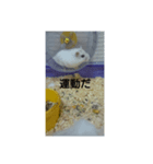 可愛いしろちゃん2（個別スタンプ：6）