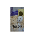 可愛いしろちゃん2（個別スタンプ：7）