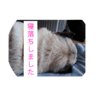 TOTO's stump6（個別スタンプ：3）