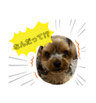 門脇ラテのスタンプ2（個別スタンプ：7）