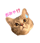 ほっこりにゃんこスタンプ（個別スタンプ：1）