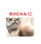 ほっこりにゃんこスタンプ（個別スタンプ：6）