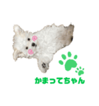マルプーのこむぎくん1（個別スタンプ：2）