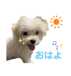 マルプーのこむぎくん1（個別スタンプ：5）
