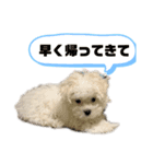 マルプーのこむぎくん1（個別スタンプ：8）