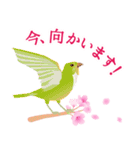 大人かわいい敬語＆お祝い【ver.春の桜】（個別スタンプ：10）