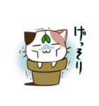 植木ねこ（個別スタンプ：3）