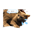 うちのハナコ！！（個別スタンプ：2）